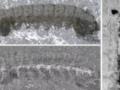 Палеонтологи обнаружили существо возрастом 500 миллионов лет с сохранившейся нервной системой