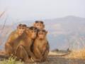 Оспу обезьян зафиксировали в Европе: что известно о болезни