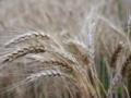 Грузія зупинила продаж зерна на експорт