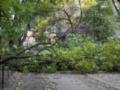 В Харькове ураганный ветер снес три десятка деревьев