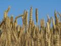 Кулеба сумнівається, що розблокування експорту зерна відбудеться найближчим часом – Bloomberg
