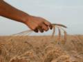 Оккупанты украли у аграриев Донетчины 200 тысяч тонн зерна нового урожая