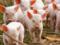В Украине из-за АЧС уничтожили 6,2 тыс. свиней