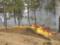 В Херсонской области ликвидирован пожар в Костогрызовском лесничестве