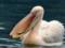 Большую стаю розовых пеликанов зафиксировали в Одесской области