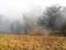 В Запорожской области горит пять гектаров леса