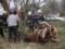В Житомире спасатели вытащили лошадь из колодца,