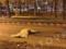 В Харькове перепалка из-за собаки закончилась смертью человека