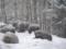 В Карпатах медведи не могут заснуть на зиму из-за теплой погоды