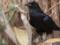 В Харьковском зоопарке отметил 15-летие говорящий ворон Карлуша
