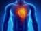 Обнаружен новый механизм, способствующий воспалению в сердечно-сосудистой системе