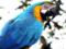 В Аргентине суд допросит попугая по делу об убийстве