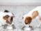 В Бельгии появился первый в Европе продуктовый банк для домашних животных