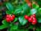 Названа ягода, которая тонизирует кровеносные сосуды и нормализует артериальное давление