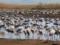 Полиция расследует гибель 185 краснокнижных журавлей в  Аскании-Новой 