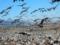 Из-за гибели краснокнижных птиц в  Аскания-Нова  фермеров попросили ограничить пестициды