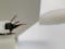 Ученые научили пчел выявлять коронавирус по запаху