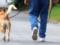 Вступил в силу закон по увеличению штрафов за выгул собак без поводков и намордников