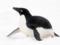Антарктического пингвина заметили на побережье Новой Зеландии