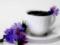 Цикорий: 10 полезных свойств «целебного кофе»