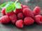 Чудова ягода допоможе боротися з анемією та псоріазом