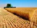 В Украине собрано почти 20 млн тонн ранних зерновых, - МинАП