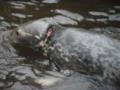 В Британии от удушения спасли тюленя