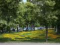 Цветочный вандализм в Харькове:  Просто хочется плакать 