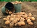 Фермеры Харьковщины говорят, что картошка уже  запеченная  прямо в земле