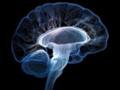 Ученые нашли способ борьбы с неизлечимым заболеванием мозга