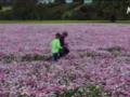 Более выгодно: австралийские фермеры заменяют пшеницу цветами