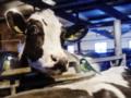 В Финляндии из-за синиц коров пришлось сдать на убой