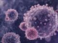 Обнаружена часть коронавируса, атакующая клетки человека