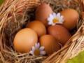 Научные баталии: как яйца влияют на организм?