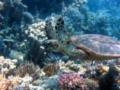 Ученые усомнились в негативном влиянии глобального потепления на биоразнообразие коралловых рифов