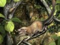 Предки приматов слезли с деревьев после падения астероида, погубившего динозавров – ученые