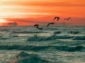 Прозрачная вода и розовый песок: где расположен лучший пляж в мире