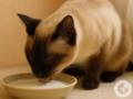 Котам нельзя давать молоко: ученые удивили запретом