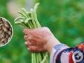 Урожай значительно увеличится: чем подкормить фасоль в июне