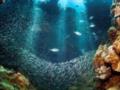 Морское дно без права на восстановление: ученые предостерегают от последствий глубоководной добычи