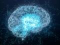 Уровень IQ не влияет на успех: нейробиолог назвал главную черту высокоинтеллектуальных людей