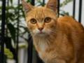 Как отпугнуть уличных котов от своего сада: натуральный способ