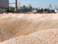 Украина продала миллион тонн пшеницы нового урожая