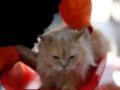 У пожилых котов с мозгом происходит то же, что и у людей с болезнью Альцгеймера