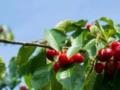 Как вырастить вишню из косточки: простая инструкция