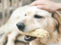 Никогда не кормите этим собак! Популярный летний продукт может быть опасным для вашего любимца