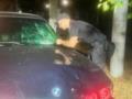 В Измаиле 19-летний водитель насмерть сбил девушку