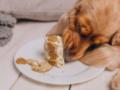 Чем кормить собак, чтобы они прожили дольше: 6 обязательных продуктов
