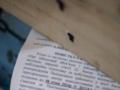 Что будет за игнорирование повестки, отправленной по почте: подробное объяснение