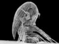 Ученые разгадали 150-летнюю тайну  инопланетной  личинки